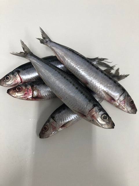 Whole Pilchards